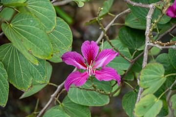 Mittelamerika Honduras, El Salvador, Wilde Tiere, Natur, Pflanzen, Reisen, Travel