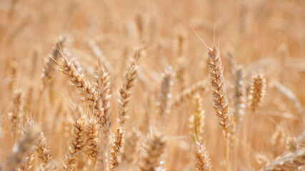 golden spikelets of wheat in the field close up. Ripe large golden ears of wheat against the yellow background of the field. Close-up, nature. The idea of a rich summer harvest, farming