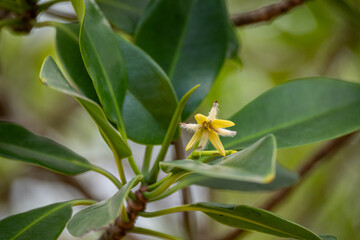 Mittelamerika Honduras, El Salvador, Wilde Tiere, Natur, Pflanzen, Reisen, Travel