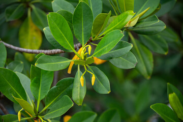 Mittelamerika Honduras, El Salvador, Wilde Tiere, Natur, Pflanzen, Reisen, Travel