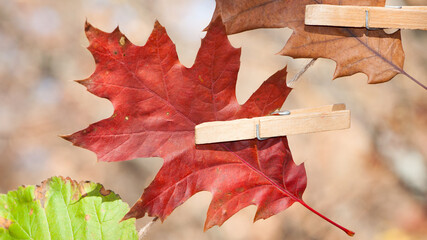 Multicolored autumn leaves on clothespins, isolated on a light natural background. changes in...