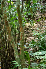 Mittelamerika Honduras, El Salvador, Wilde Tiere, Natur, Pflanzen, Reisen, Travel