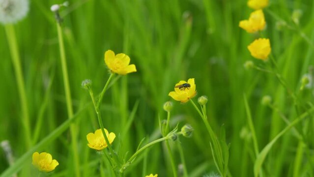 Field of yellow buttercups waving in breeze. Golden buttercups among green grass. Elfin dance.