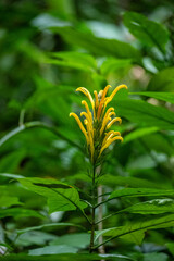 Mittelamerika Honduras, El Salvador, Wilde Tiere, Natur, Pflanzen, Reisen, Travel