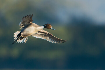 Pintail in flight coming into land