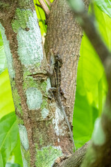 Mittelamerika Honduras, El Salvador, Wilde Tiere, Natur, Pflanzen, Reisen, Travel