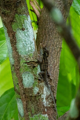 Mittelamerika Honduras, El Salvador, Wilde Tiere, Natur, Pflanzen, Reisen, Travel