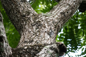 Mittelamerika Honduras, El Salvador, Wilde Tiere, Natur, Pflanzen, Reisen, Travel