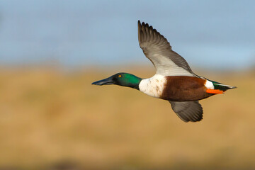 Northern Shoveler Duck in flight Duck: Northern Shoveler. Spatula clypeata.