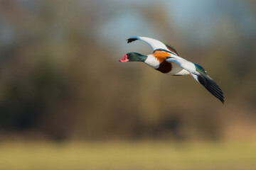 Beautiful Common Shelduck in flight  (Tadorna tadorna) spreading wings flying. Ducks in natural Wetland Habitat. Wildlife scene of Nature in Europe.