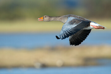 Greylag Goose (Anser anser) in flight