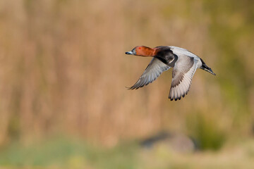 Common pochard, Mid-sized diving duck. Male distinctive, with dark rusty head, pale gray body contrasting with black breast, and broad pale bluish band on bill.