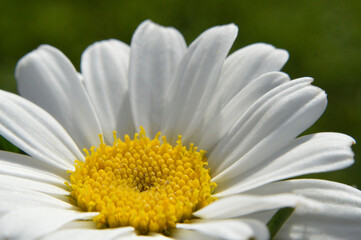 Fototapeta premium daisy flower closeup