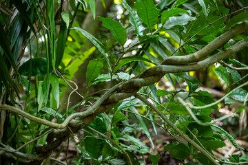 Obraz premium Mittelamerika Honduras, El Salvador, Wilde Tiere, Natur, Pflanzen, Reisen, Travel