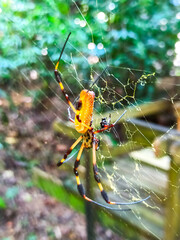 Mittelamerika Honduras, El Salvador, Wilde Tiere, Natur, Pflanzen, Reisen, Travel