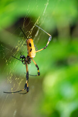 Mittelamerika Honduras, El Salvador, Wilde Tiere, Natur, Pflanzen, Reisen, Travel