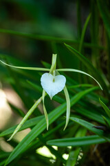 Fototapeta premium Mittelamerika Honduras, El Salvador, Wilde Tiere, Natur, Pflanzen, Reisen, Travel