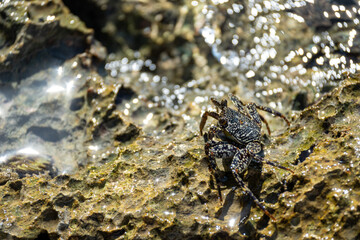 Mittelamerika Honduras, El Salvador, Wilde Tiere, Natur, Pflanzen, Reisen, Travel