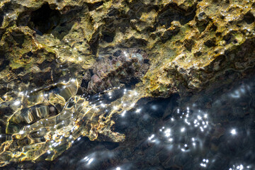 Mittelamerika Honduras, El Salvador, Wilde Tiere, Natur, Pflanzen, Reisen, Travel