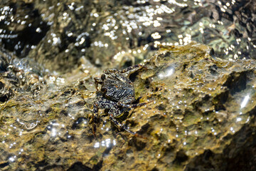 Mittelamerika Honduras, El Salvador, Wilde Tiere, Natur, Pflanzen, Reisen, Travel