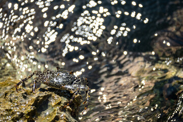 Mittelamerika Honduras, El Salvador, Wilde Tiere, Natur, Pflanzen, Reisen, Travel