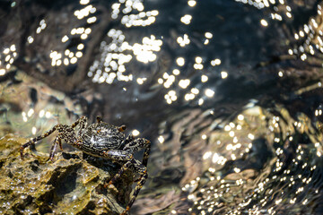 Mittelamerika Honduras, El Salvador, Wilde Tiere, Natur, Pflanzen, Reisen, Travel