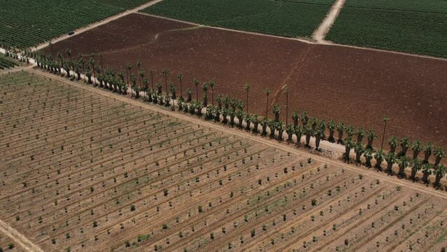 Aerial video over palm trees mizpe tal israel on a sunny day
