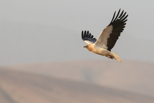 Egyptian vulture (Neophron percnopterus) or white scavenger vulture in flight with blue sky. Wild black and white vulture flying free over the clouds and moutains gliding in Fuerteventura, Spain.
