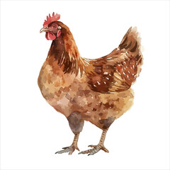 a chicken with a red comb on its head