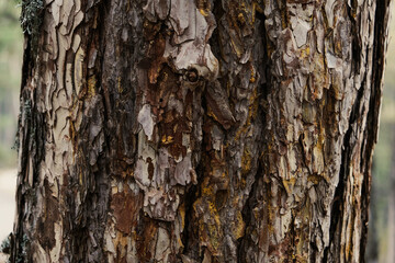 Fototapeta premium bark of a tree