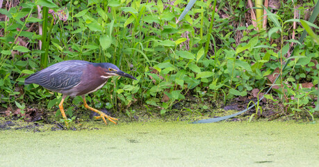 Closeup of a green heron near a pond in spring.