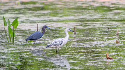 Closeup of a juvenile blue heron.