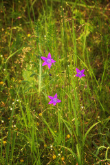 Campanula patula or spreading bellflower. Vertical photo