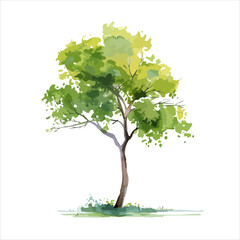 Obraz premium a tree with green leaves on a white background