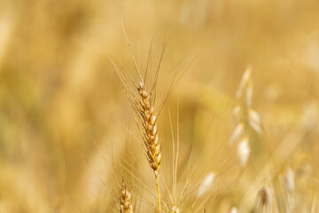 Ripe ears of wheat. Full ears of wheat in the field