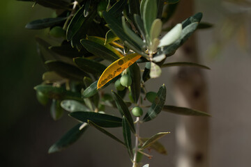 Disease in the olive tree. Olive leaf spot is a fungus with the scientific name Spilocea Oleagina.