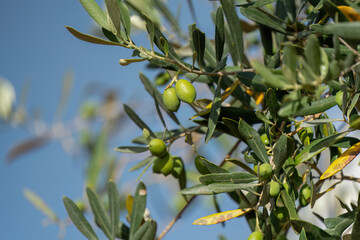 Newly grown olives on an olive tree. Green olives.