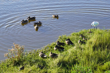 This is a pictured of a flock of ducks, gathered on a marsh, enjoying the afternoon sun.