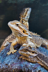 Three bearded dragons together in a terrarium or vivarium