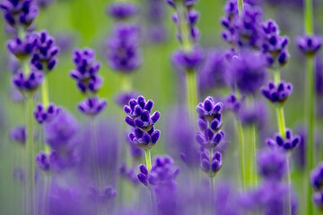 Obraz premium 幌見峠のラベンダー（北海道札幌市中央区円山西町）