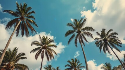 Obraz premium palm sunday concept leaves frame of coconut branches with cloudy blue sky background. Coconut palm trees with blue sky background. Vintage toned