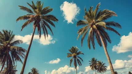 palm sunday concept leaves frame of coconut branches with cloudy blue sky background. Coconut palm trees with blue sky background. Vintage toned
