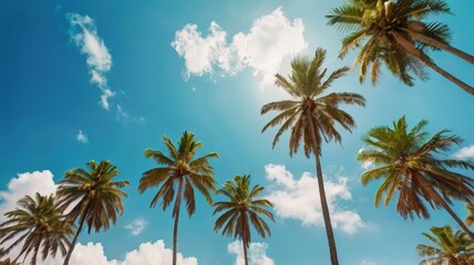 palm sunday concept leaves frame of coconut branches with cloudy blue sky background. Coconut palm trees with blue sky background. Vintage toned