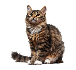 Fototapeta premium Fluffy brown tabby cat sitting alertly.