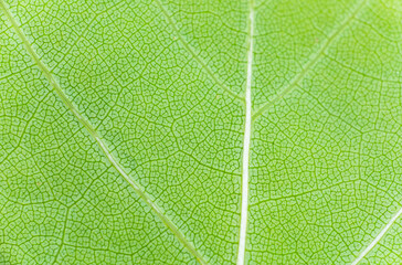 Estrutura de uma folha verde. Imagem de fundo natural. 