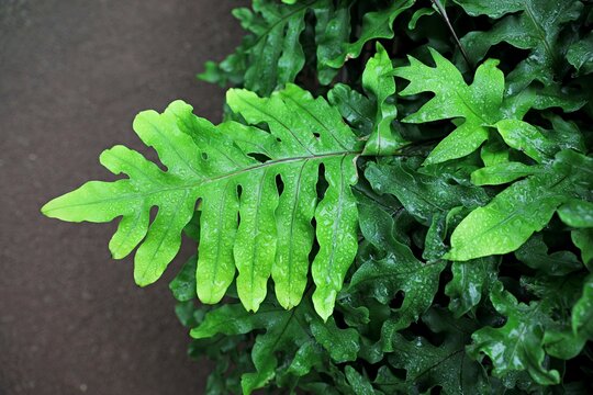 Feuilles de foug&egrave;re Polypodium vulgare 