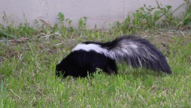 Skunk breaking into private backyard, digging