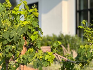 lush grapevines in the yard