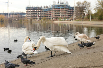 Two swans clean their feathers at the edge of a lake in Bucharest city.