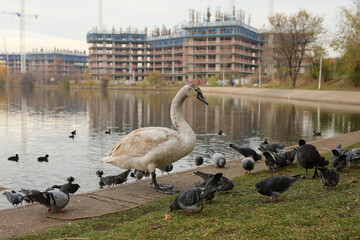 Two swans and many pigeons stay at the edge of a lake in Bucharest city.